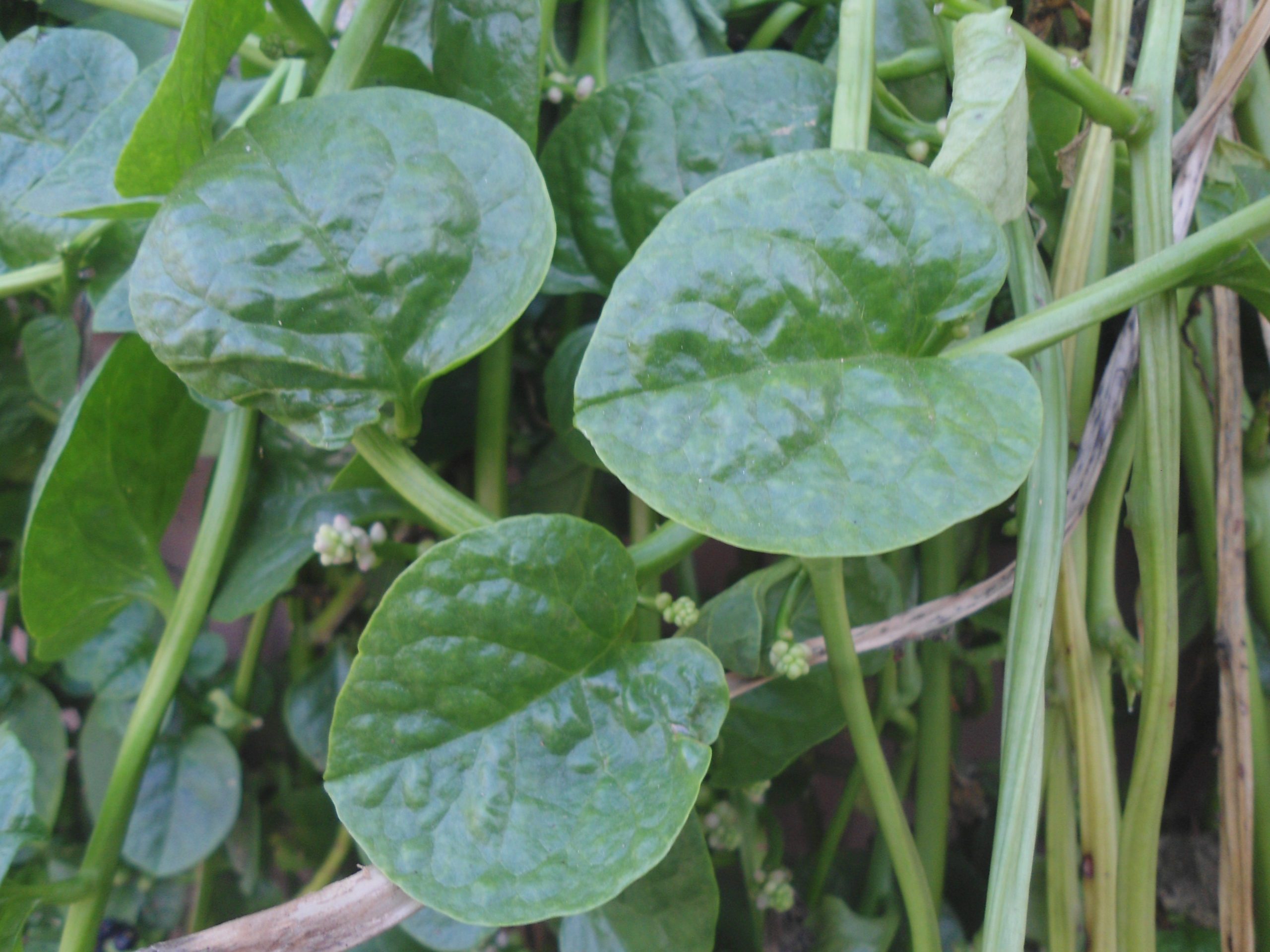 malabar spinach