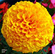 Marigold Flower - Facts, Uses and Benefits - auscrops.com.au