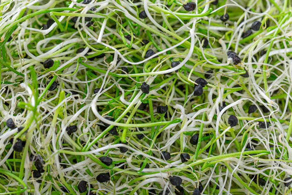 micro green