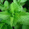 mint leaves