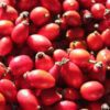 miracle berries
