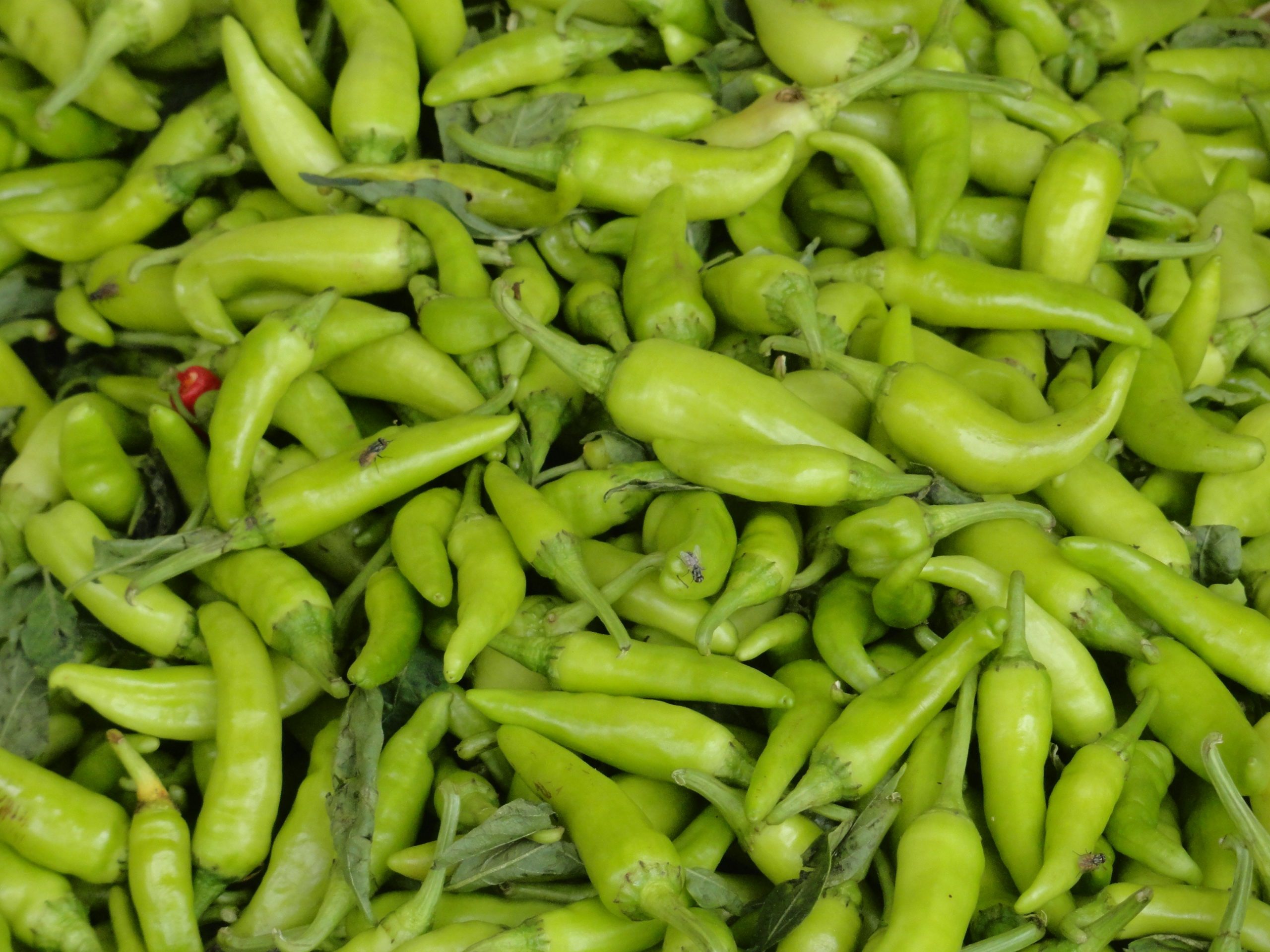 Mirchi - A Spicy World - auscrops.com.au