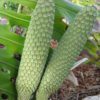 monstera fruit