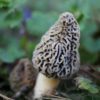 morel