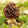 morel mushrooms