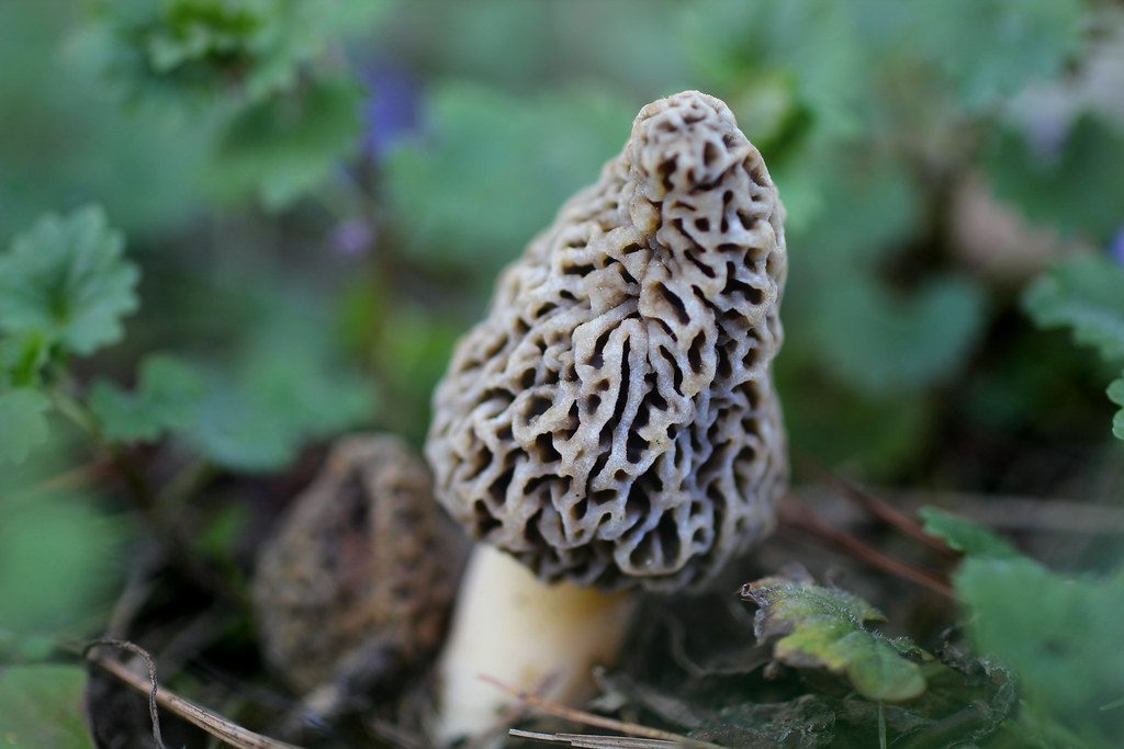 morel