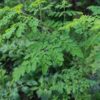 moringa tree