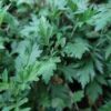 mugwort