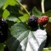 mulberries tree