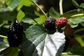 mulberries tree