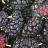 mulberry