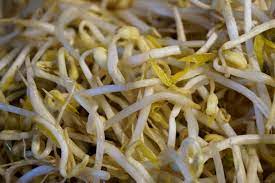 mung beans sprouts
