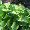 mustard greens