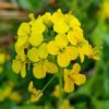 mustard plant