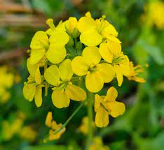 Mustard Plant - Information and Facts - auscrops.com.au