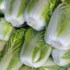 napa cabbage