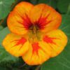 nasturtium