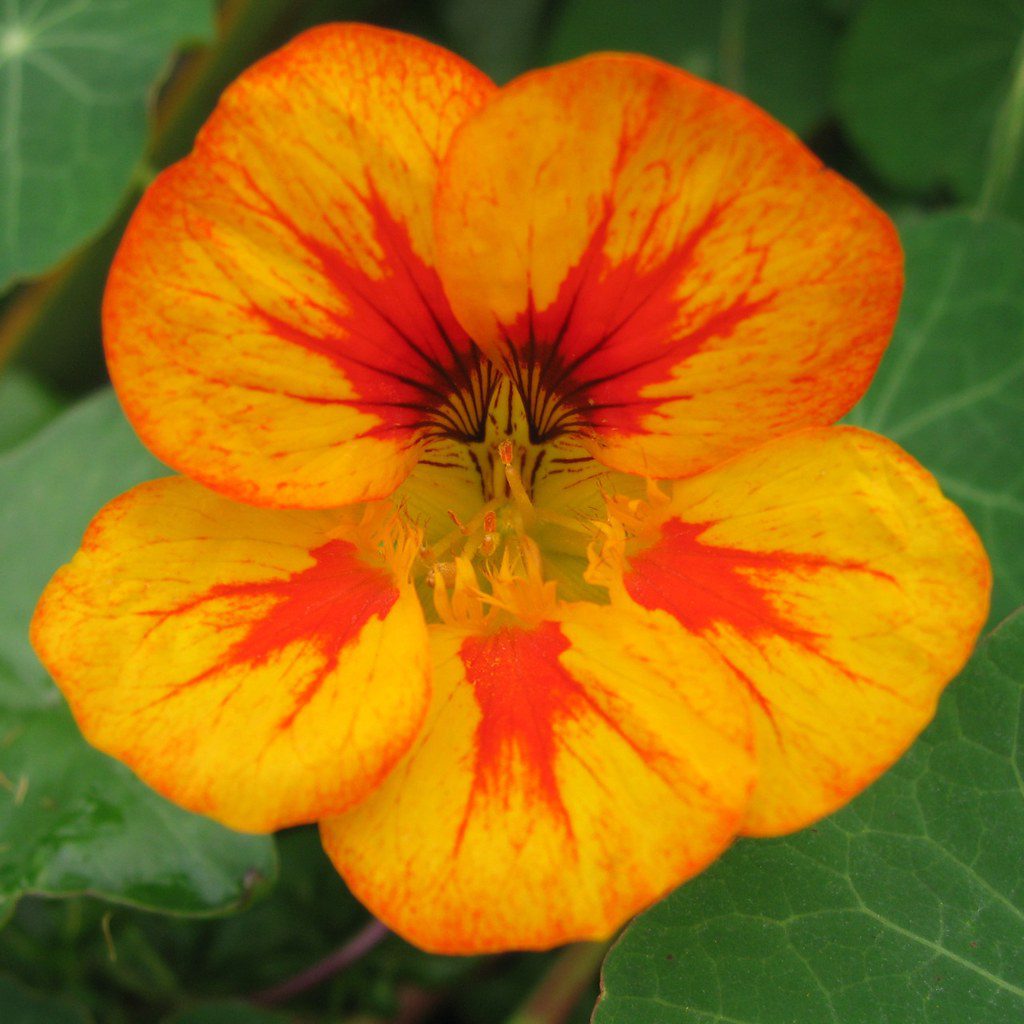 nasturtium