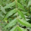 neem tree