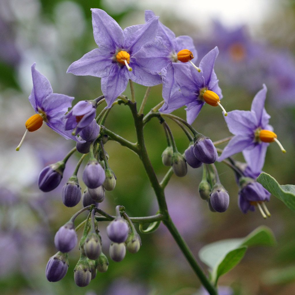 nightshade