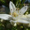 orange blossoms