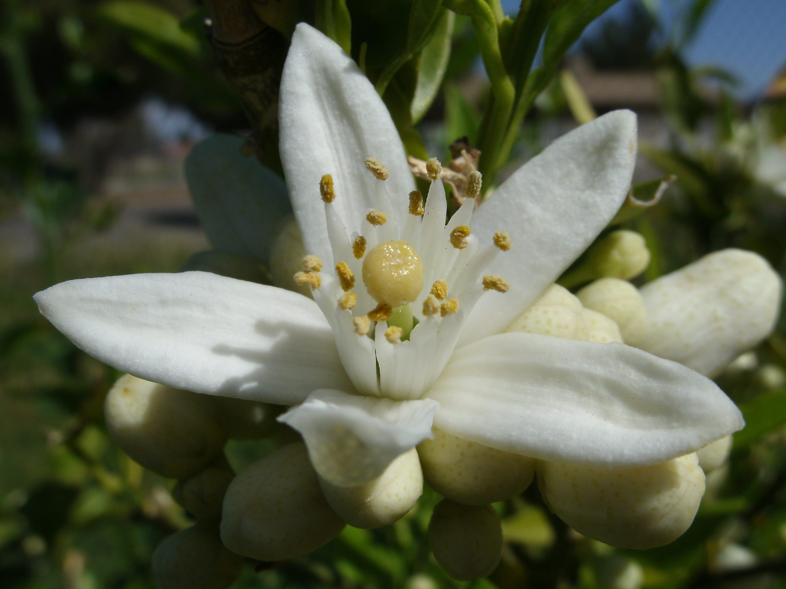 orange blossoms
