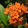 orange flowers