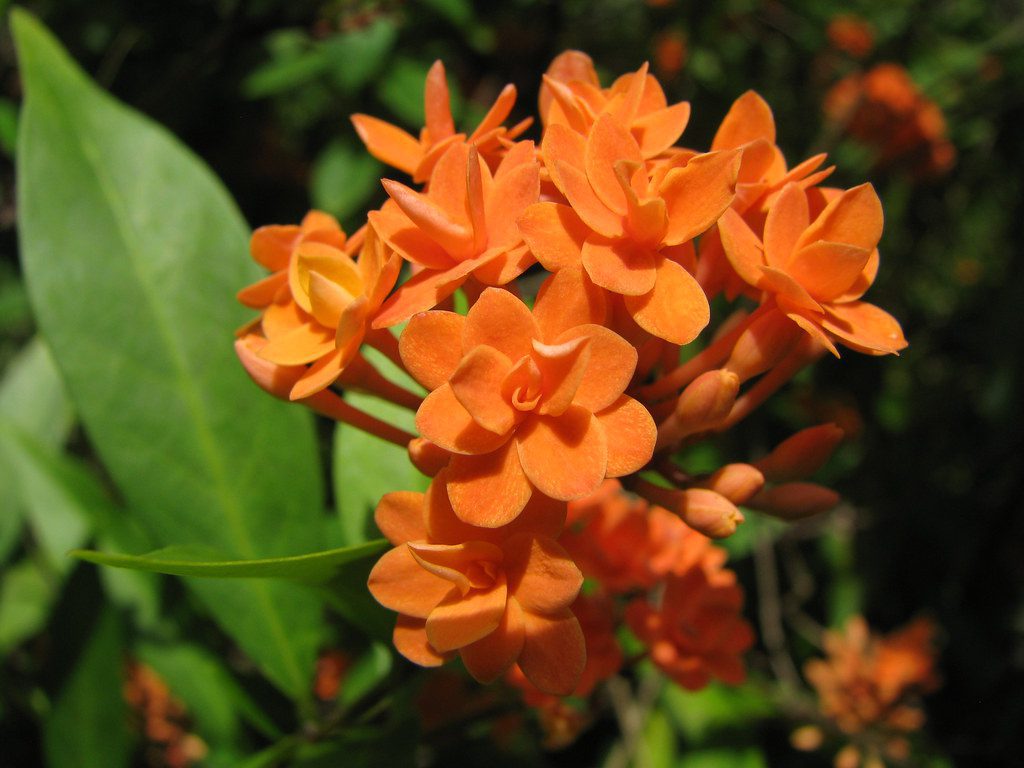orange flowers