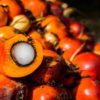 palm fruits