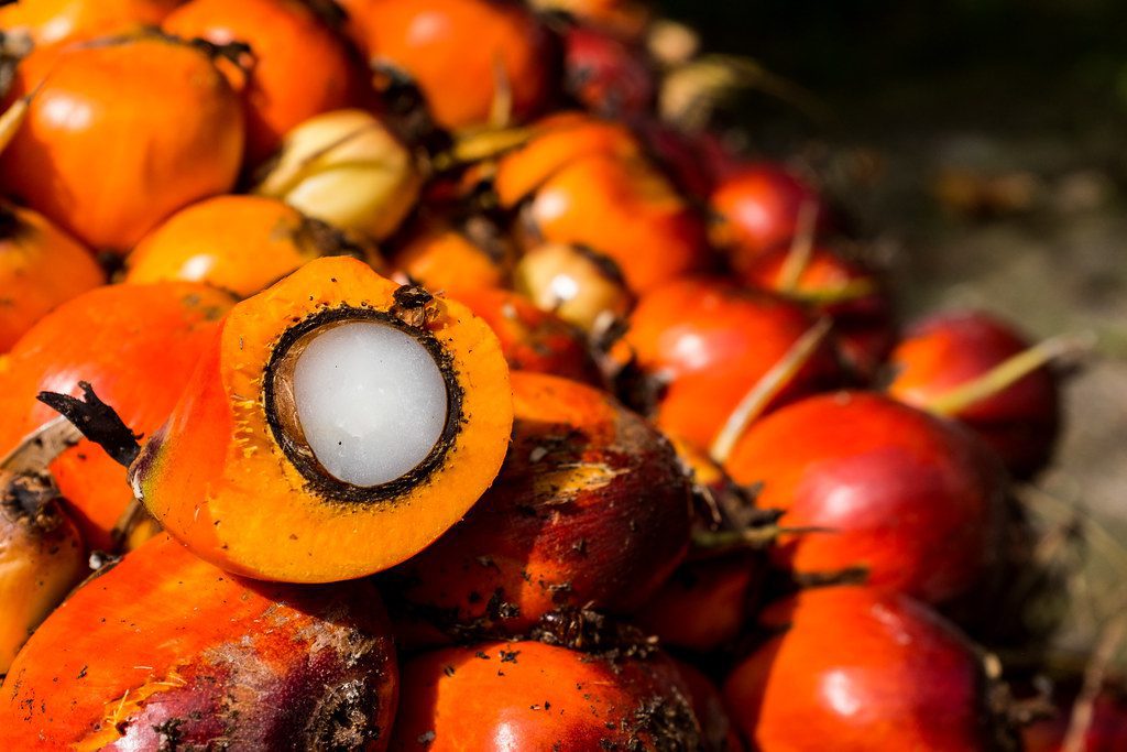 Palm Fruits A Comprehensive Guide Auscrops au
