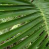 palm leaves