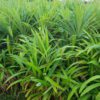 pandan leaves