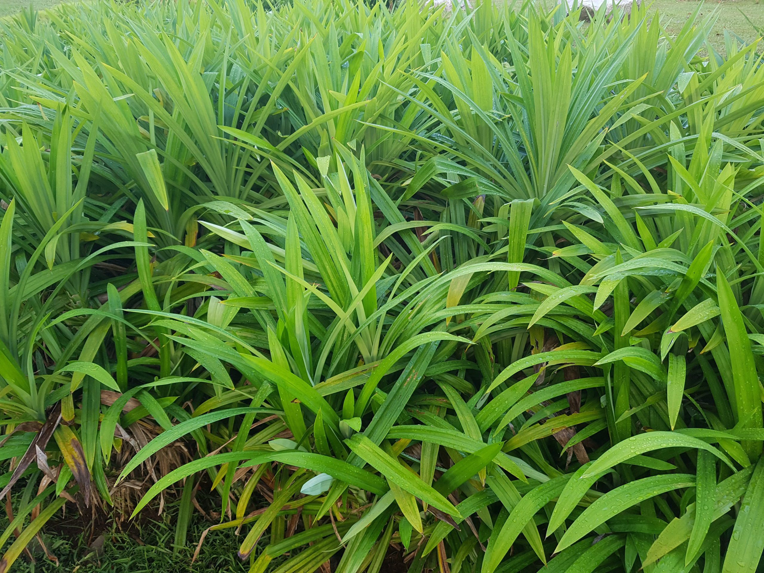 pandan leaves