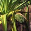 pandan tree