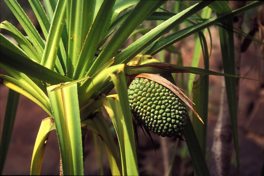 pandan tree
