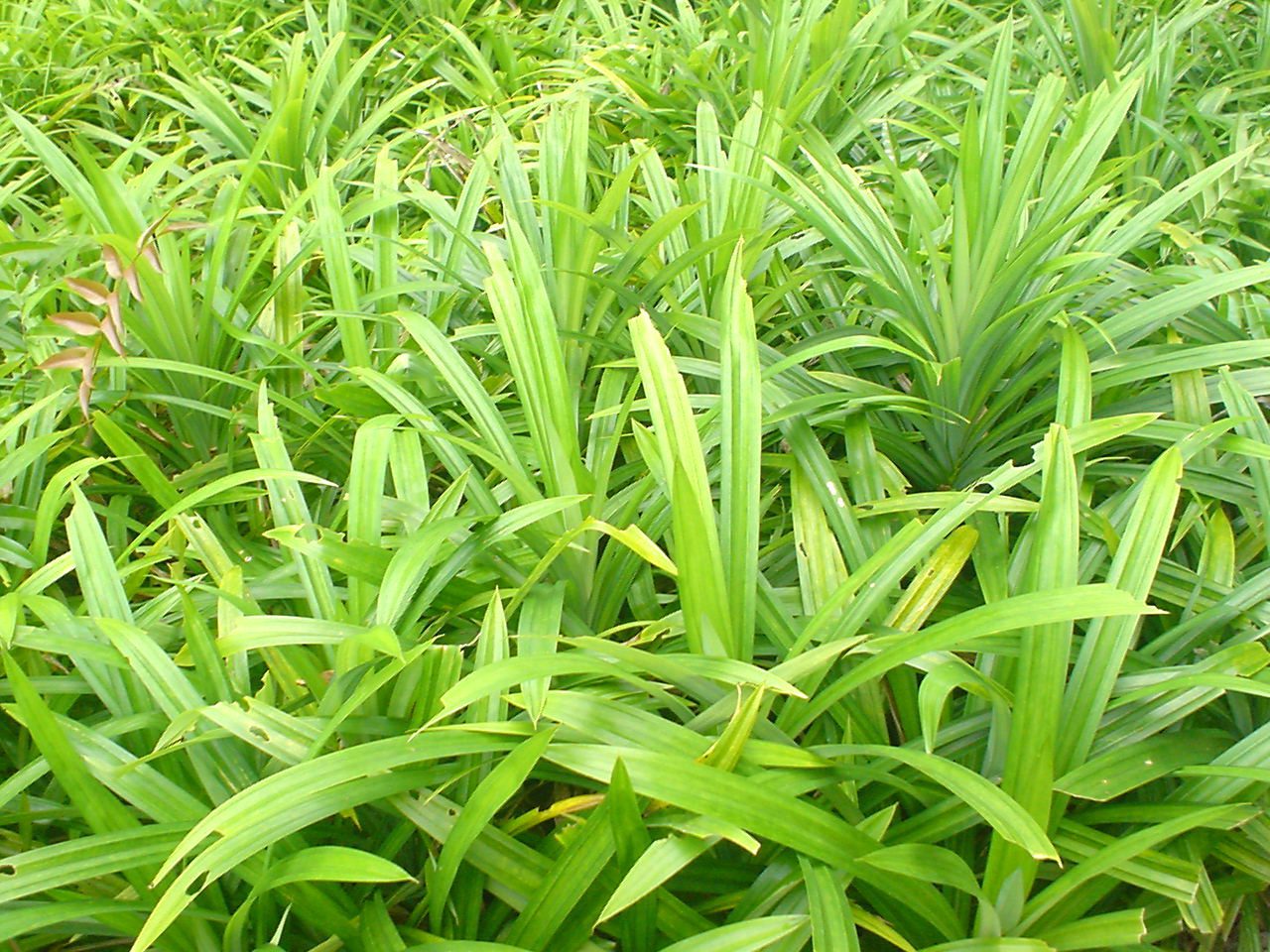pandan