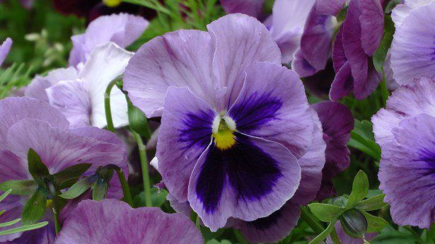 pansy flower