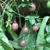 passion fruit on vine