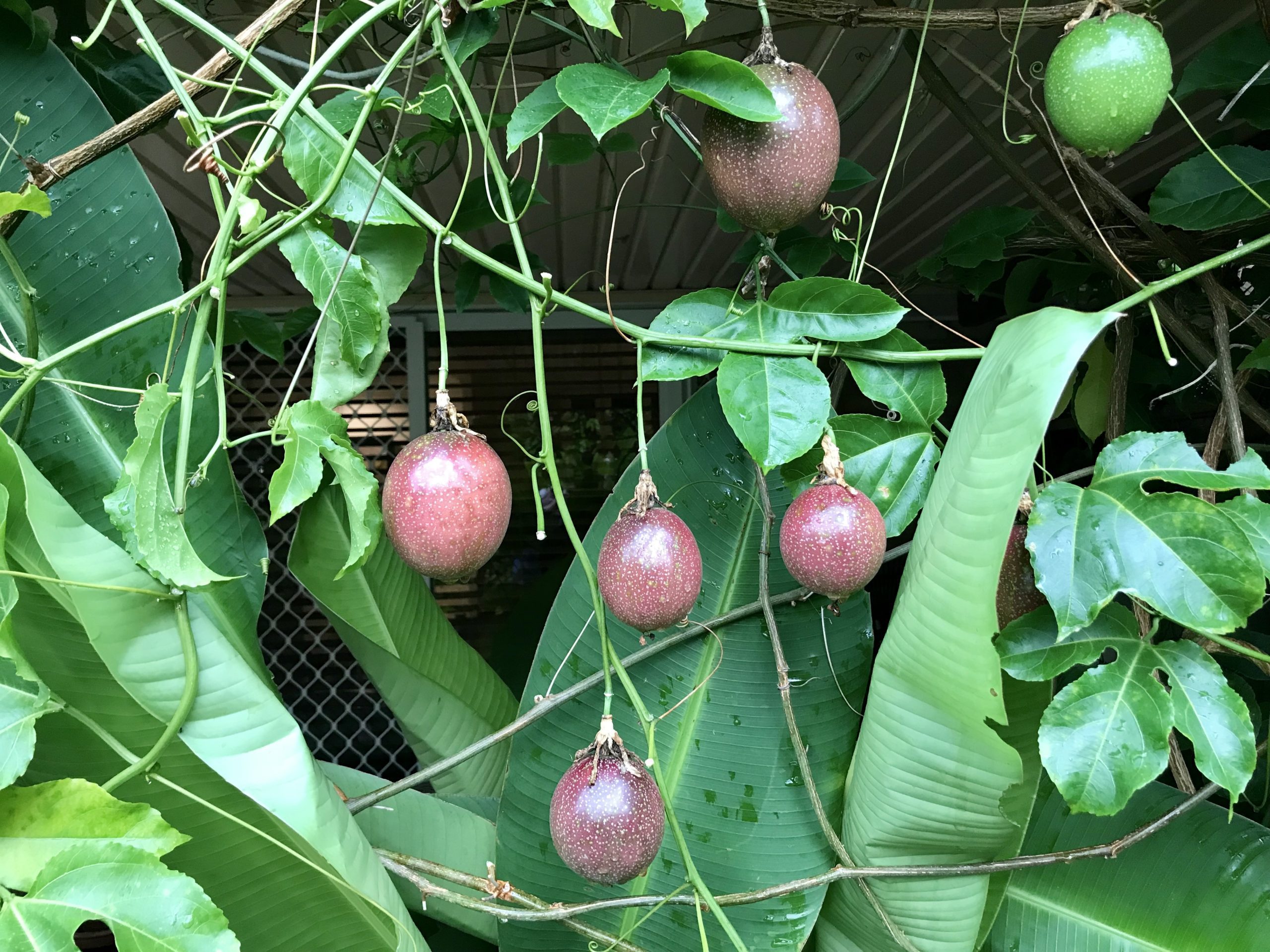 passion fruit on vine