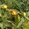 passion fruit plant