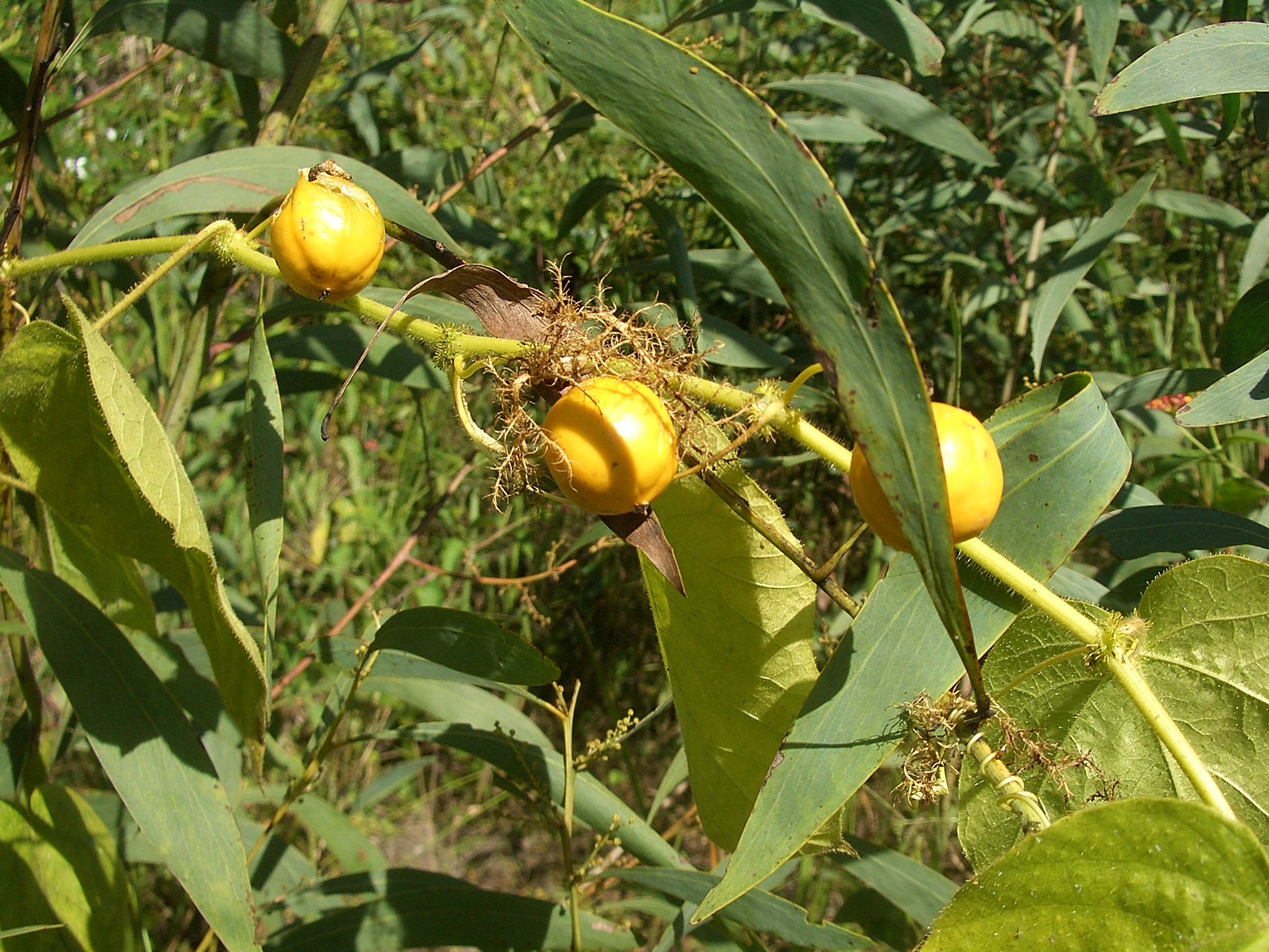 passion fruit plant