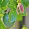 passion fruit tree