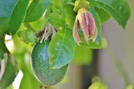 passion fruit tree
