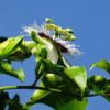 passionfruit tree