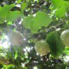 passionfruit vine
