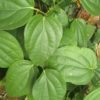 pepper leaf