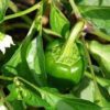 pepper leaves