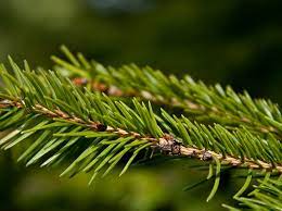 pine needles