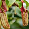 pitcher plant