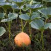pumpkin leaves